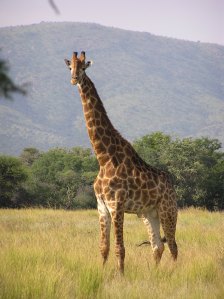 Long necks are great, whether you're talking about giraffes or beer.