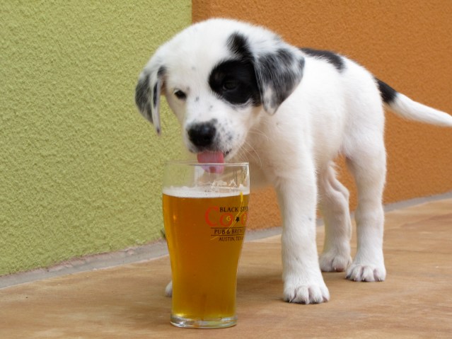 This is a beer dog, you are writing a beer BLOG. Don't ever get the two mixed up.