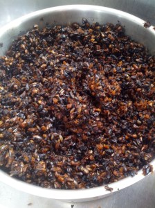 Spent grain... into the worm farm with you.